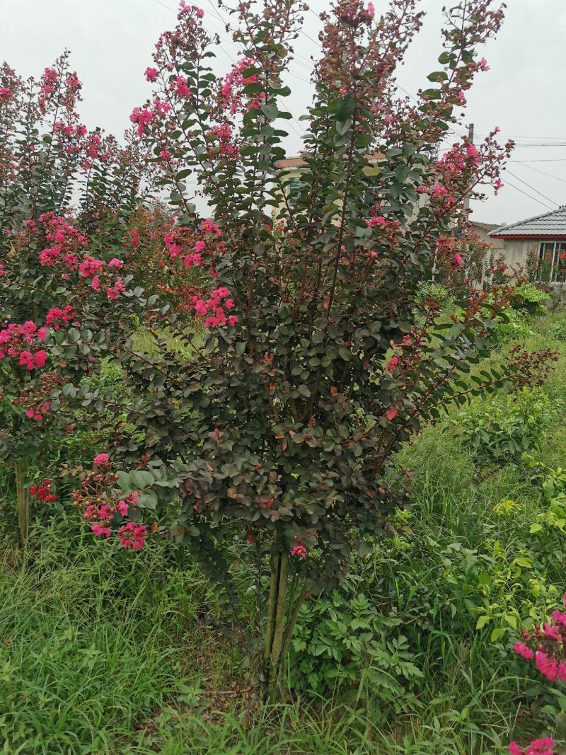 四川眉山东坡区大量出售3—4根拼栽美国紫薇，可以视频看货