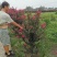 四川眉山东坡区大量出售3—4根拼栽美国紫薇，可以视频看货