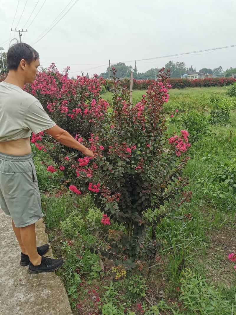 四川眉山东坡区大量出售3—4根拼栽美国紫薇，可以视频看货