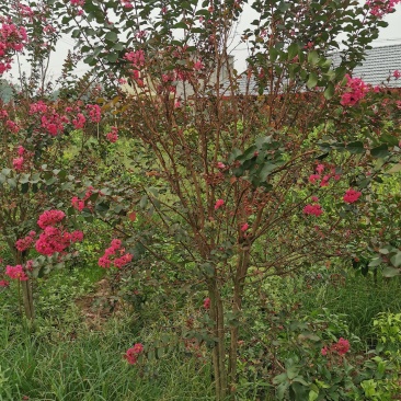 四川眉山东坡区大量出售3—4根拼栽美国紫薇，可以视频看货