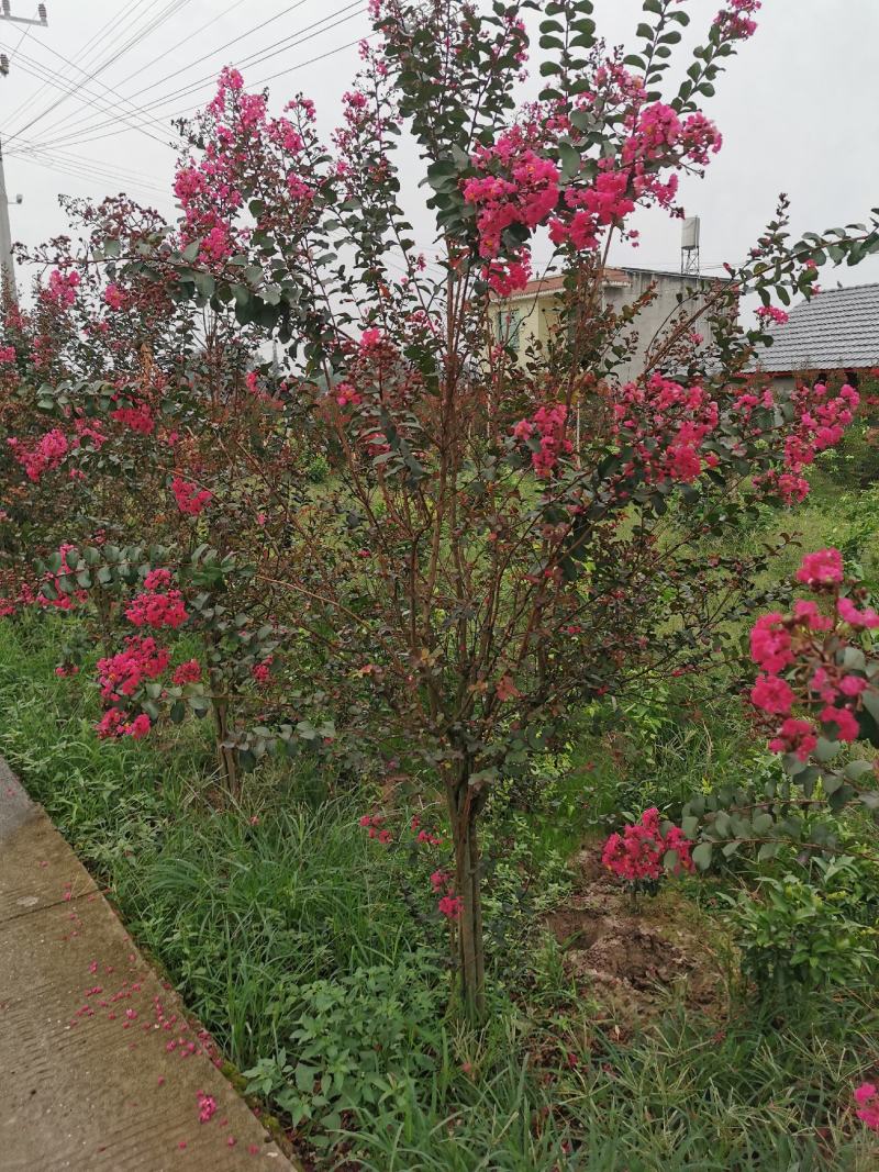 四川眉山东坡区大量出售3—4根拼栽美国紫薇，可以视频看货