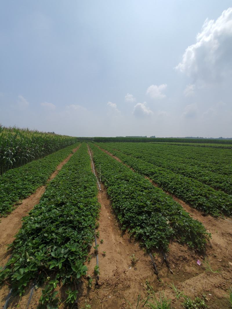 基地直供，香野甜宝越秀艳丽等品种，大量有货。