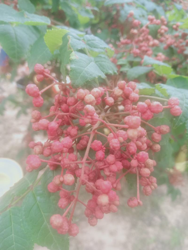 新花椒上市中，品种纯正，又麻又香，欢迎新老朋友光临？