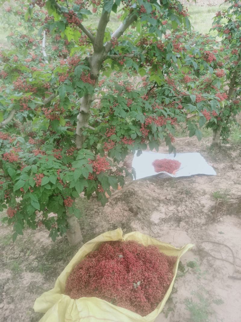 新花椒上市中，品种纯正，又麻又香，欢迎新老朋友光临？