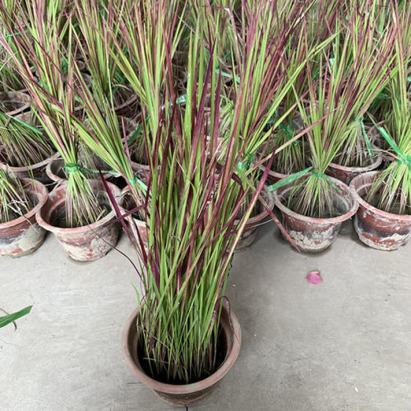 观赏日本血草水生植物净化水质耐热花园庭院绿植血茅草池塘边
