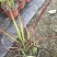观赏日本血草水生植物净化水质耐热花园庭院绿植血茅草池塘边