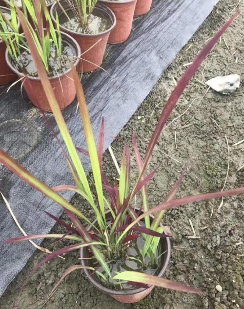 观赏日本血草水生植物净化水质耐热花园庭院绿植血茅草池塘边