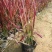 观赏日本血草水生植物净化水质耐热花园庭院绿植血茅草池塘边