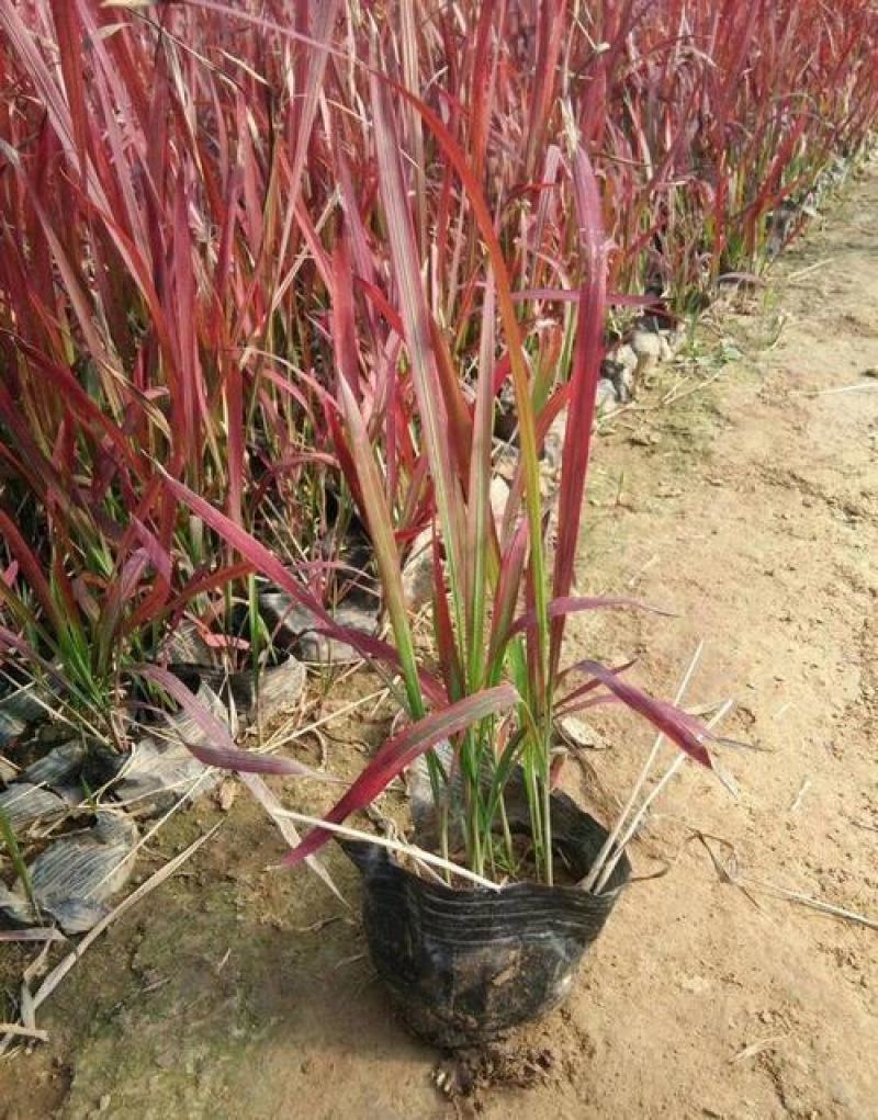 观赏日本血草水生植物净化水质耐热花园庭院绿植血茅草池塘边
