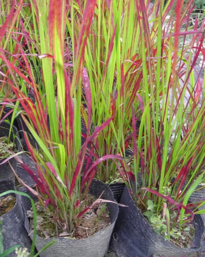 观赏日本血草水生植物净化水质耐热花园庭院绿植血茅草池塘边