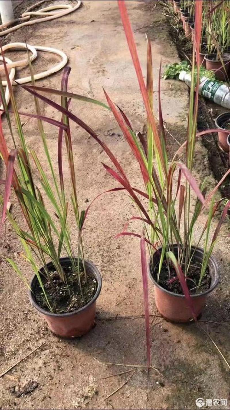 观赏日本血草水生植物净化水质耐热花园庭院绿植血茅草池塘边