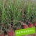 观赏日本血草水生植物净化水质耐热花园庭院绿植血茅草池塘边
