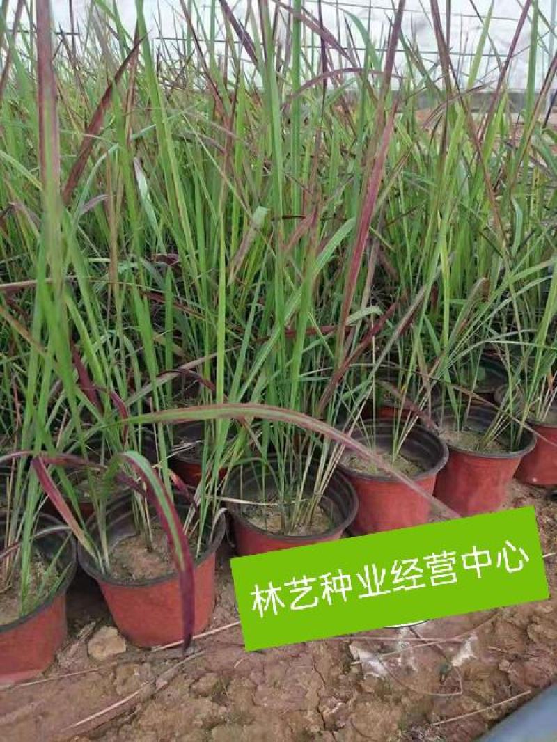观赏日本血草水生植物净化水质耐热花园庭院绿植血茅草池塘边