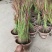 观赏日本血草水生植物净化水质耐热花园庭院绿植血茅草池塘边