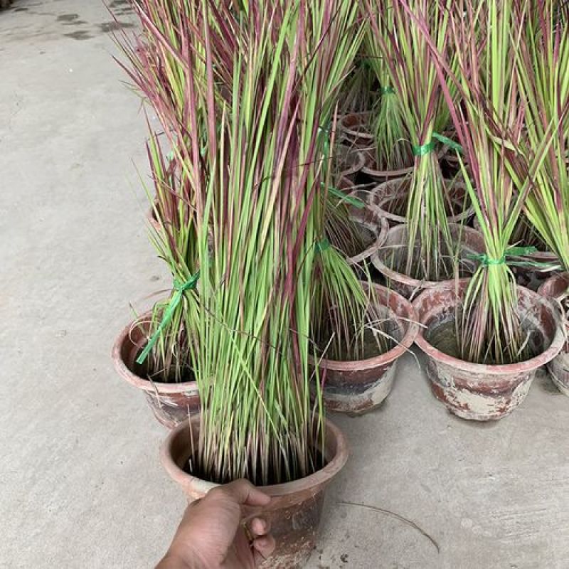 观赏日本血草水生植物净化水质耐热花园庭院绿植血茅草池塘边