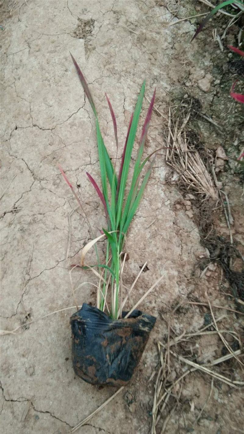 观赏日本血草水生植物净化水质耐热花园庭院绿植血茅草池塘边