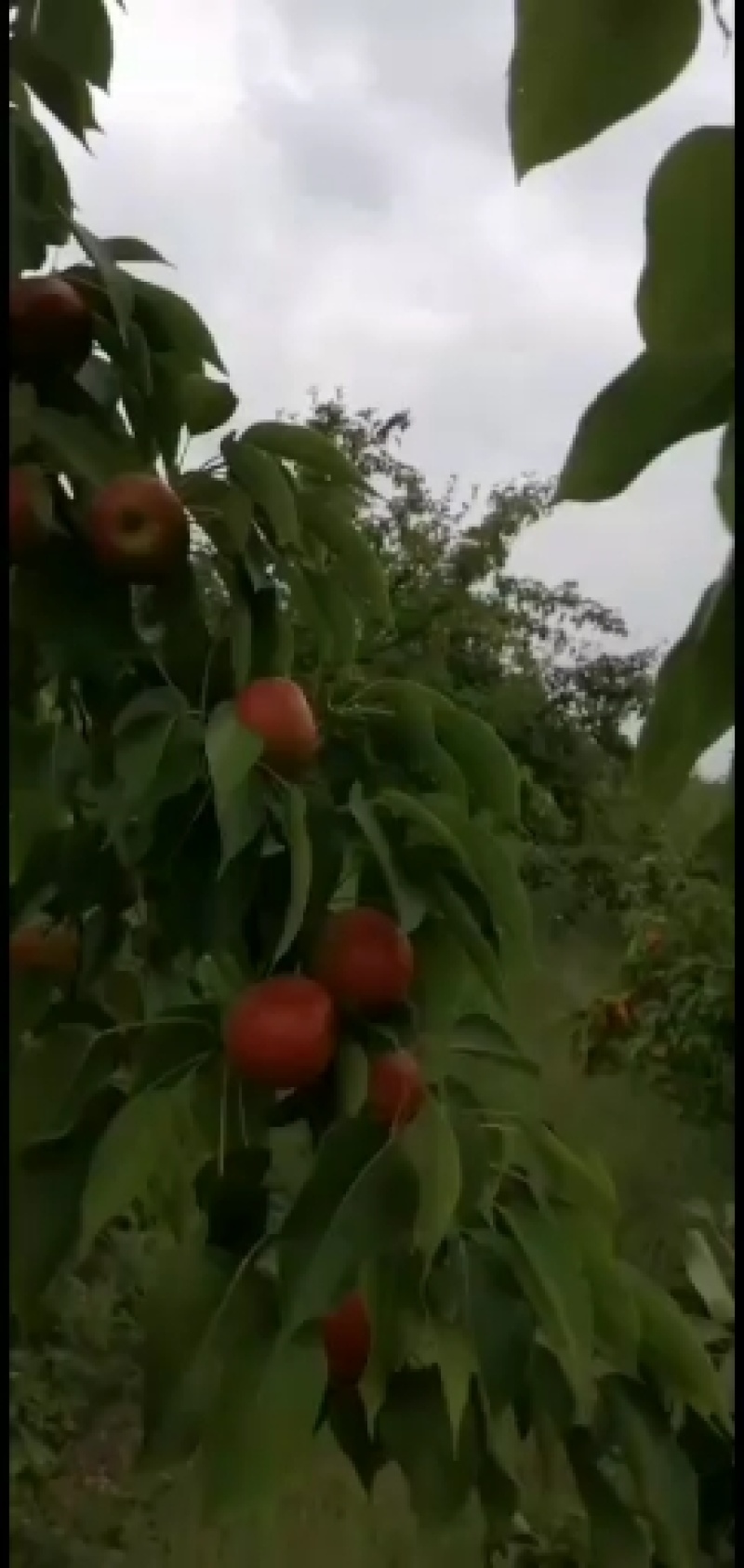 南果梨预定中