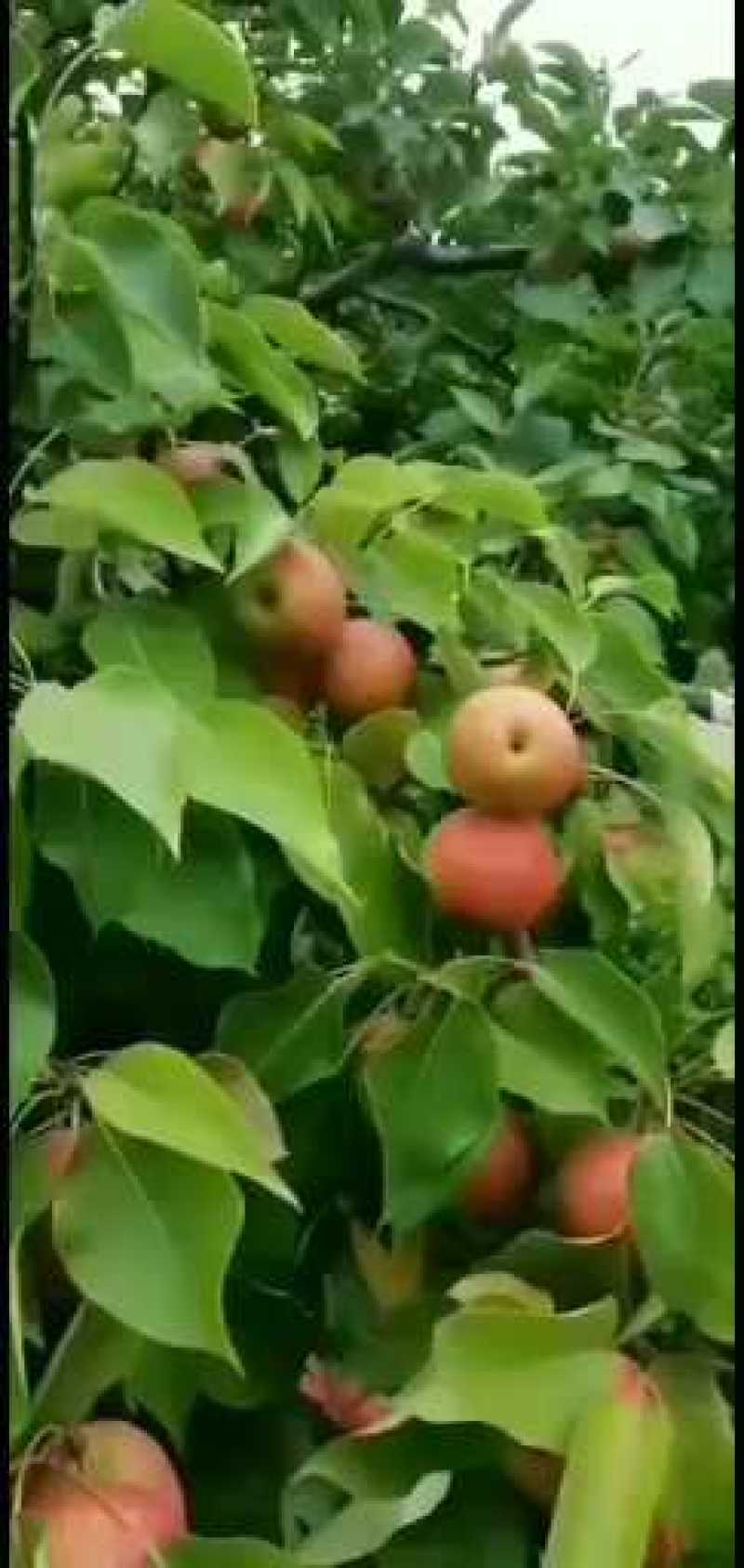 南果梨预定中