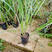 柠檬香茅草土培绿植盆栽庭院别墅花园泰国冬阴功香茅带根带泥