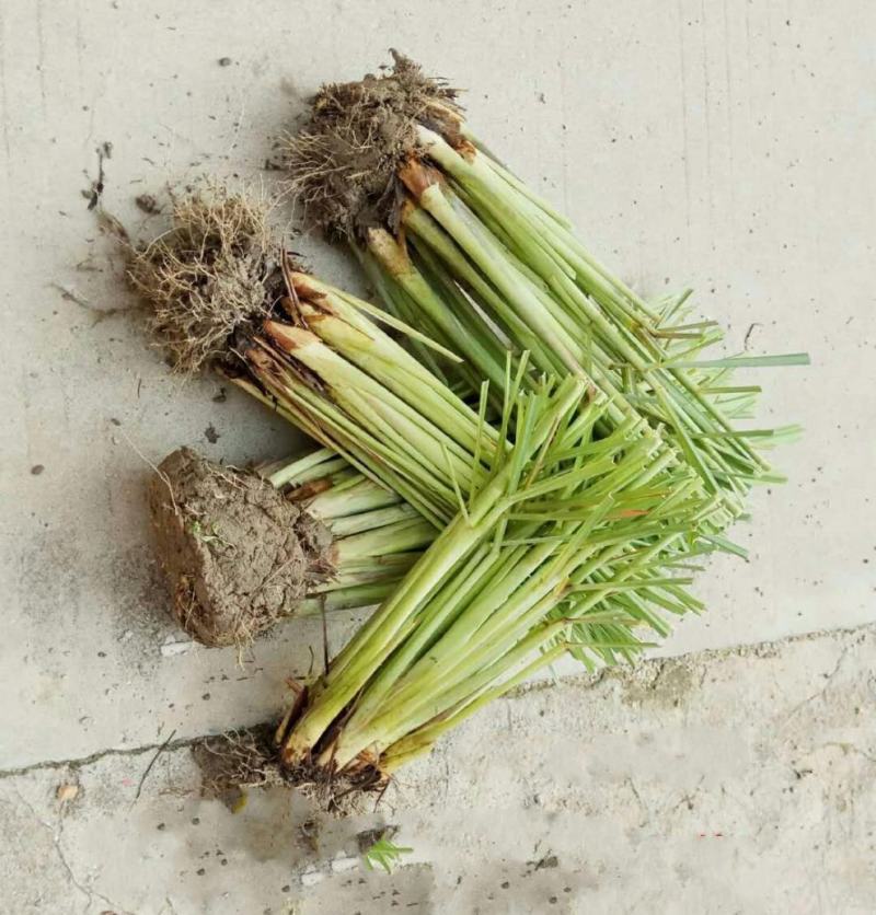 柠檬香茅草土培绿植盆栽庭院别墅花园泰国冬阴功香茅带根带泥
