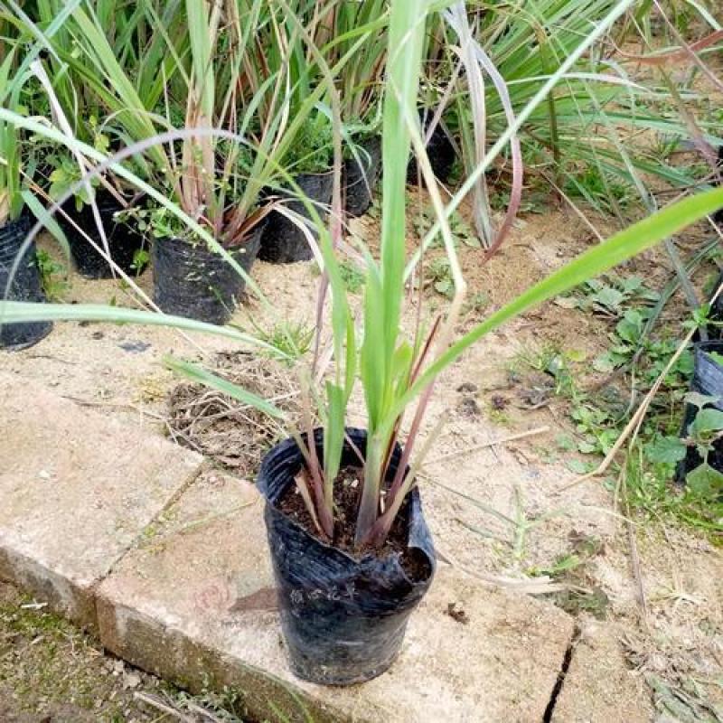 柠檬香茅草土培绿植盆栽庭院别墅花园泰国冬阴功香茅带根带泥