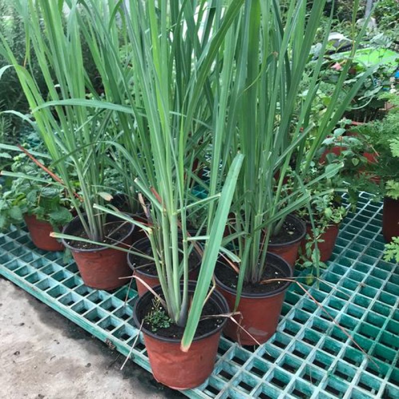 柠檬香茅草土培绿植盆栽庭院别墅花园泰国冬阴功香茅带根带泥