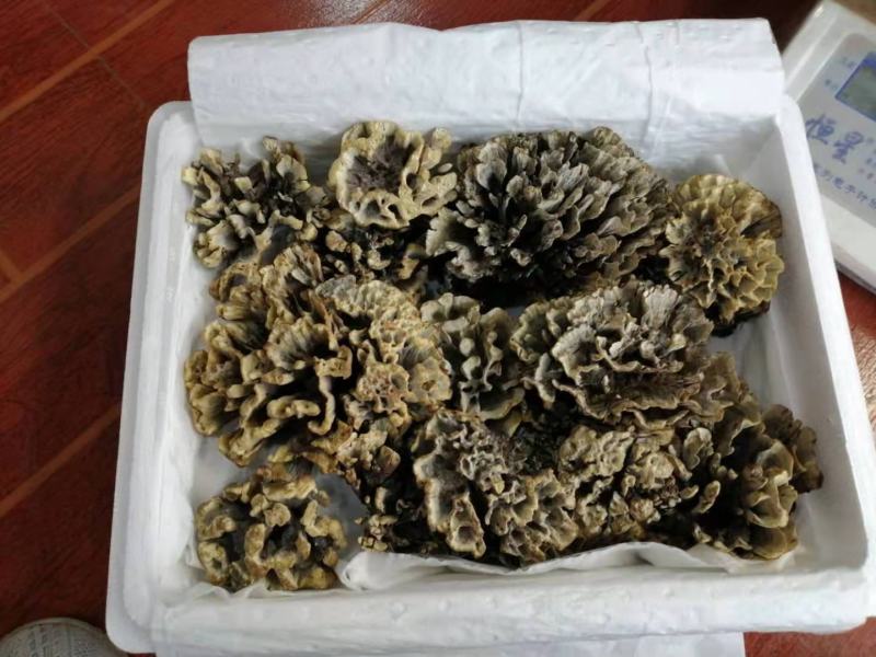 云南禄丰中村叽拉培养山精品干巴菌，支持电商.微商.淘宝…
