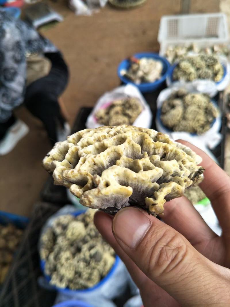 云南禄丰中村叽拉培养山精品干巴菌，支持电商.微商.淘宝…