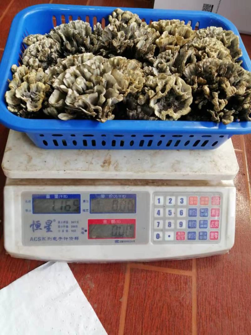 云南禄丰中村叽拉培养山精品干巴菌，支持电商.微商.淘宝…