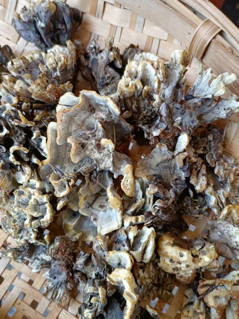 云南禄丰中村叽拉培养山精品干巴菌，支持电商.微商.淘宝…
