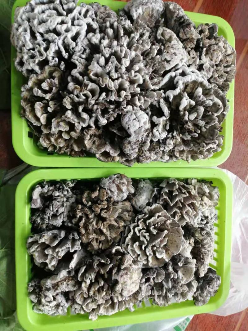 云南禄丰中村叽拉培养山精品干巴菌，支持电商.微商.淘宝…