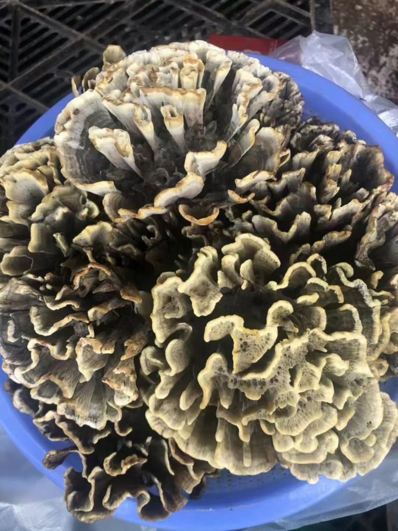 云南禄丰中村叽拉培养山精品干巴菌，支持电商.微商.淘宝…
