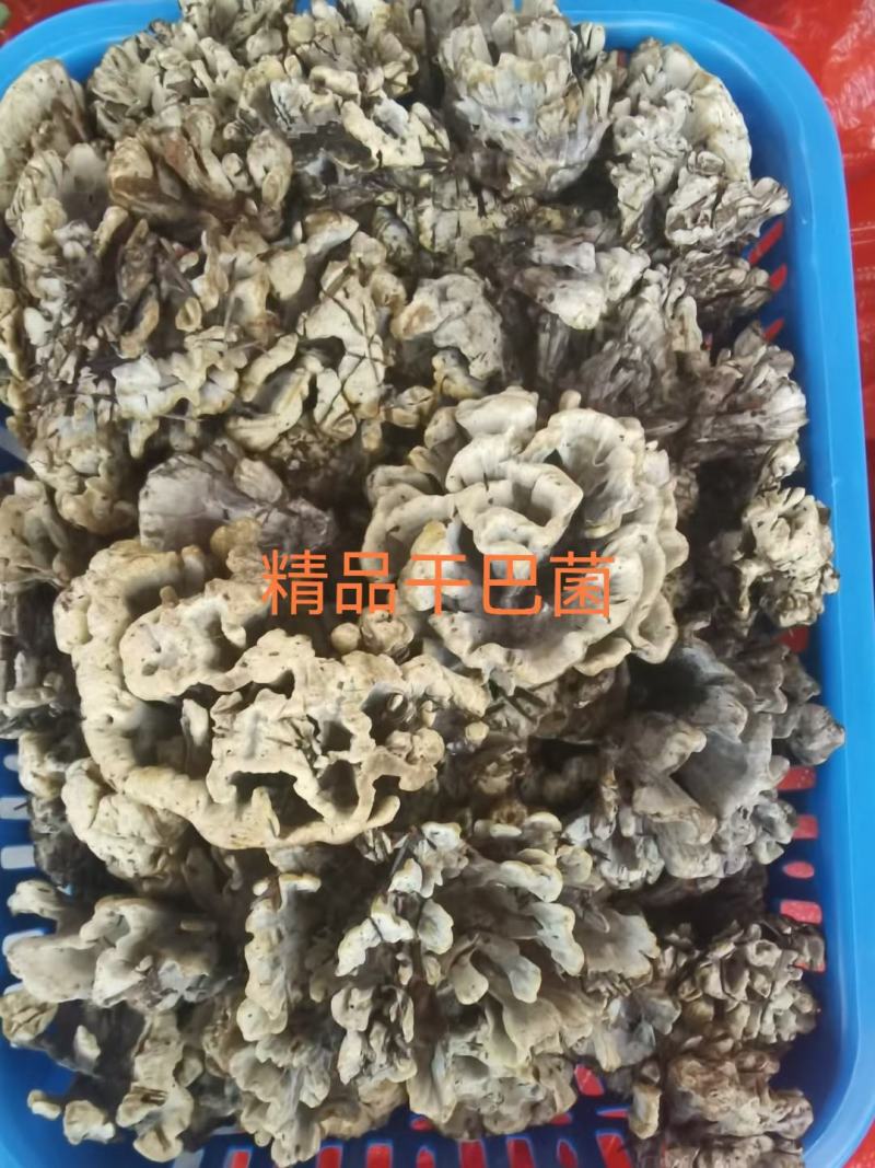 云南禄丰中村叽拉培养山精品干巴菌，支持电商.微商.淘宝…