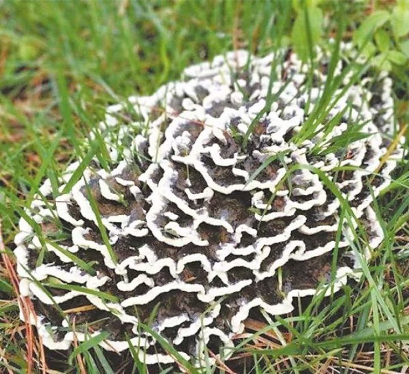云南禄丰中村叽拉培养山精品干巴菌，支持电商.微商.淘宝…