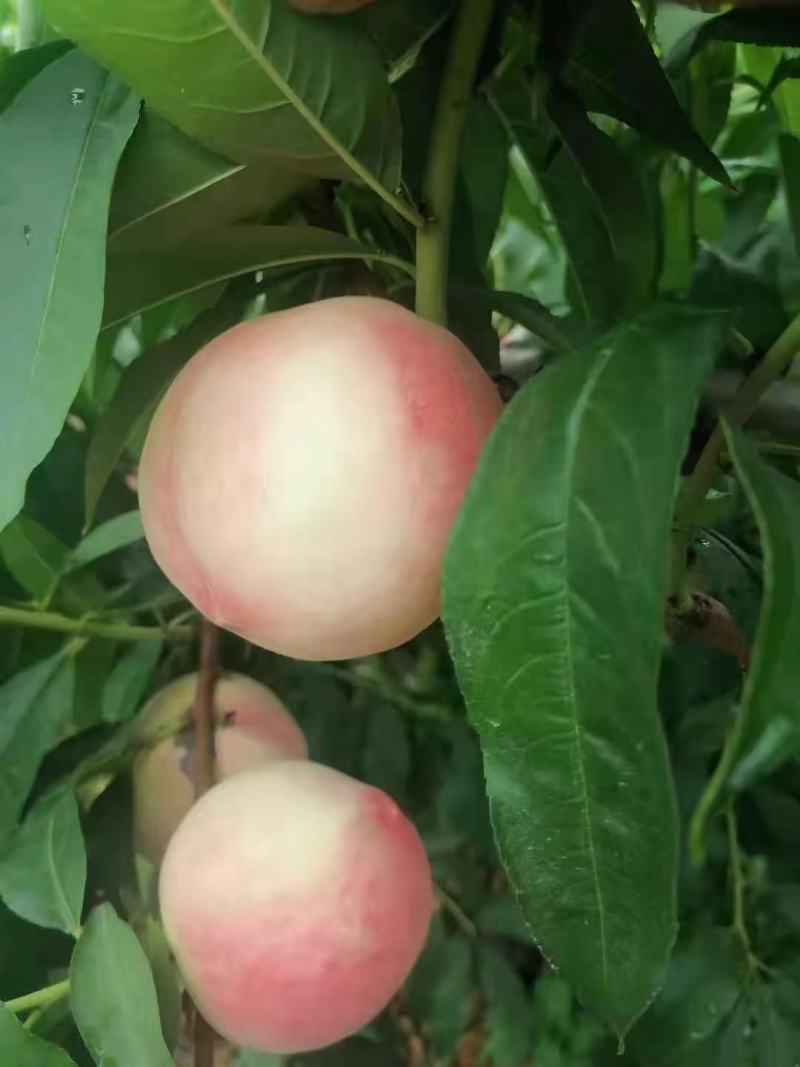 秦安蜜桃