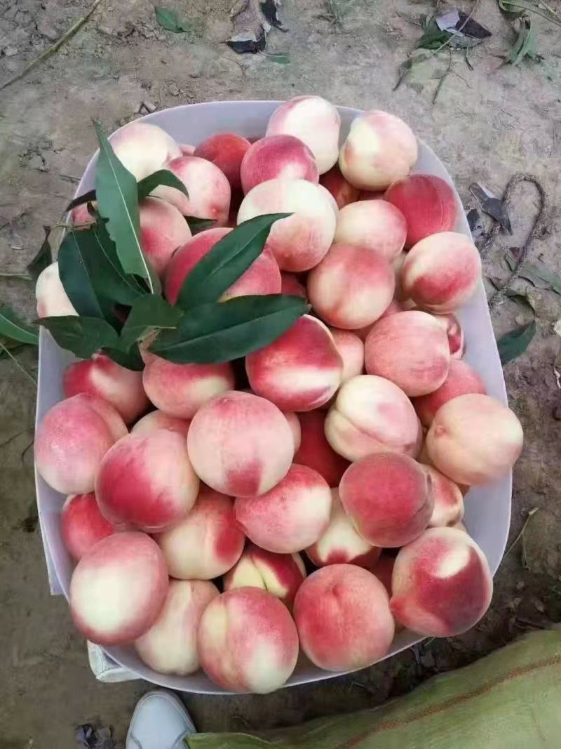 秦安蜜桃