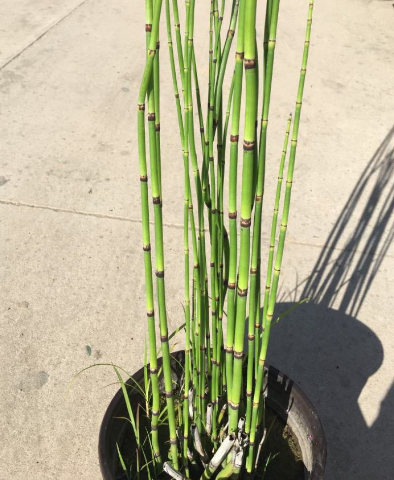 木贼盆栽植物笔头草笔管草庭院四季常青可耐寒耐热水
