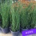木贼盆栽植物笔头草笔管草庭院四季常青可耐寒耐热水