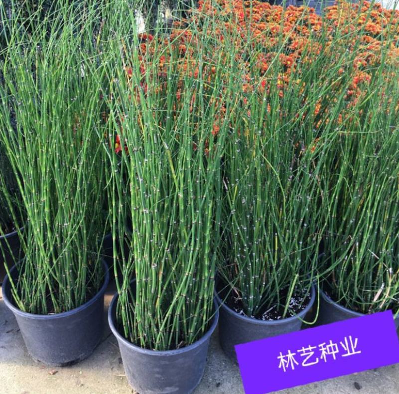 木贼盆栽植物笔头草笔管草庭院四季常青可耐寒耐热水