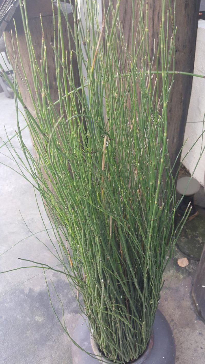 木贼盆栽植物笔头草笔管草庭院四季常青可耐寒耐热水