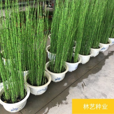 木贼盆栽植物笔头草笔管草庭院四季常青可耐寒耐热水