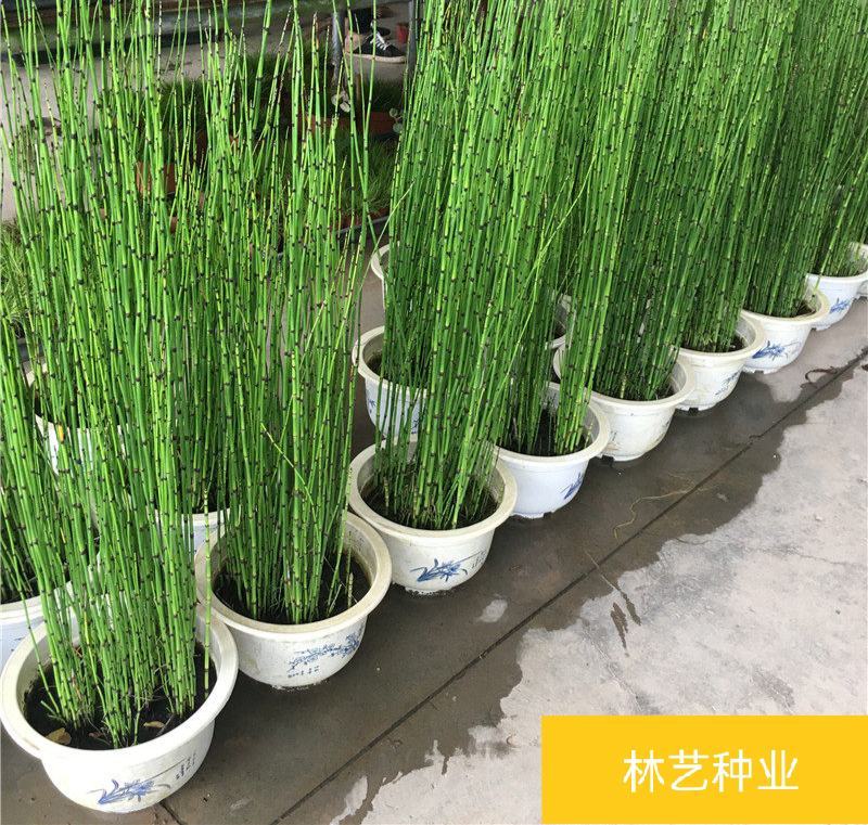 木贼盆栽植物笔头草笔管草庭院四季常青可耐寒耐热水