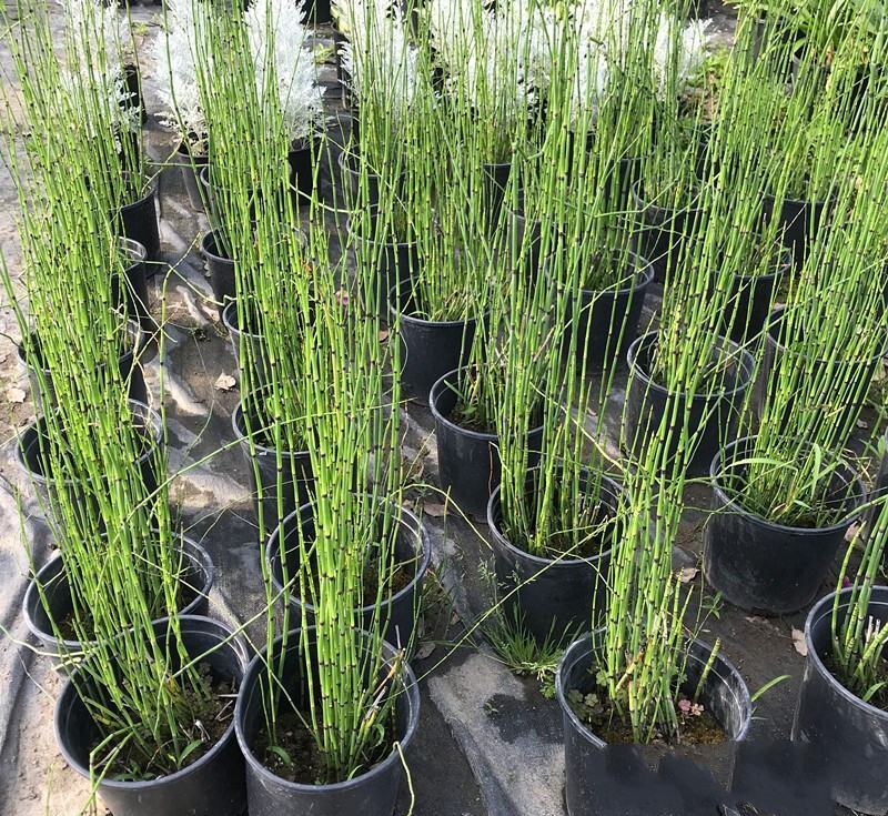 木贼盆栽植物笔头草笔管草庭院四季常青可耐寒耐热水