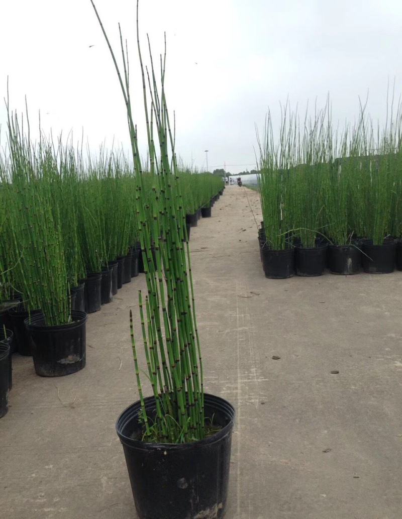 木贼盆栽植物笔头草笔管草庭院四季常青可耐寒耐热水