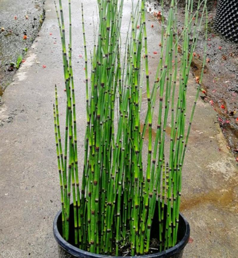 木贼盆栽植物笔头草笔管草庭院四季常青可耐寒耐热水