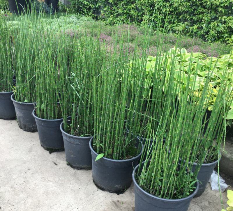 木贼盆栽植物笔头草笔管草庭院四季常青可耐寒耐热水