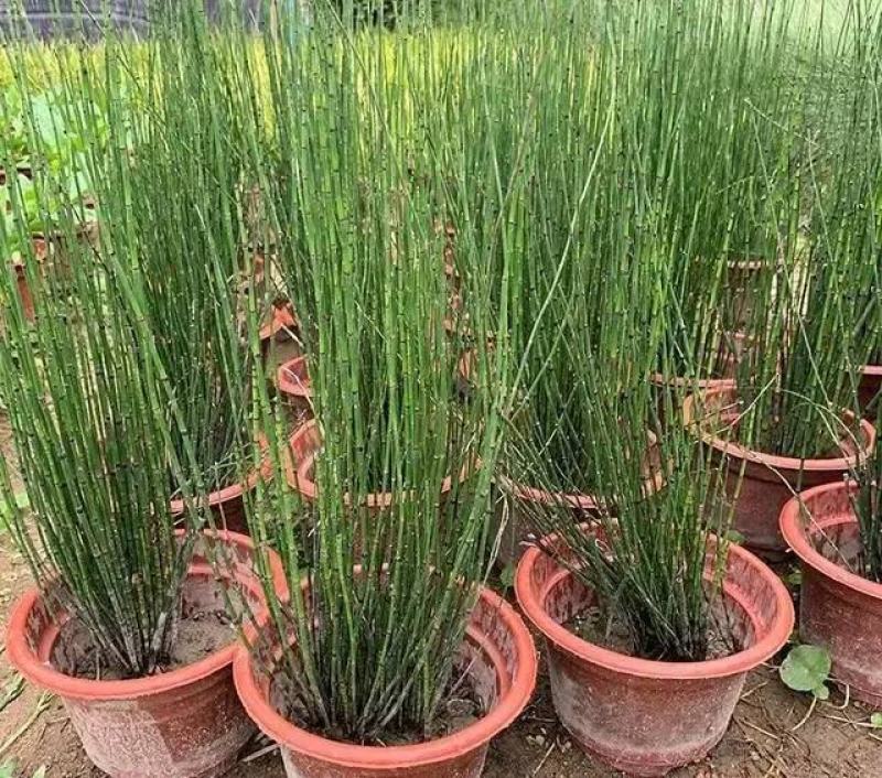 木贼盆栽植物笔头草笔管草庭院四季常青可耐寒耐热水