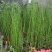 木贼盆栽植物笔头草笔管草庭院四季常青可耐寒耐热水
