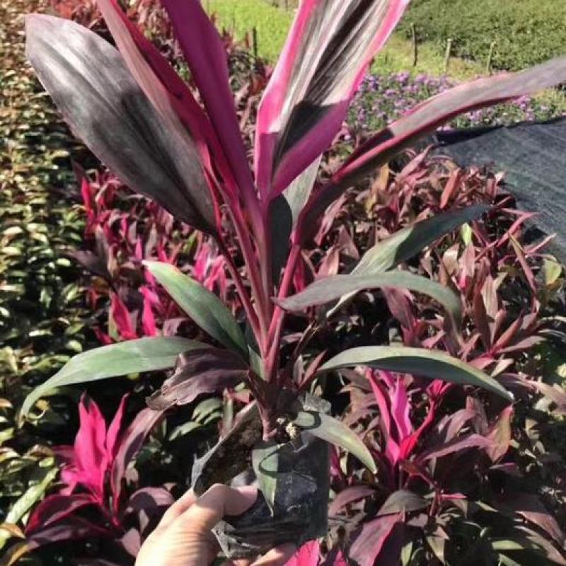 观叶植物朱蕉株形美观,色彩华丽高雅盆栽适用于室内外