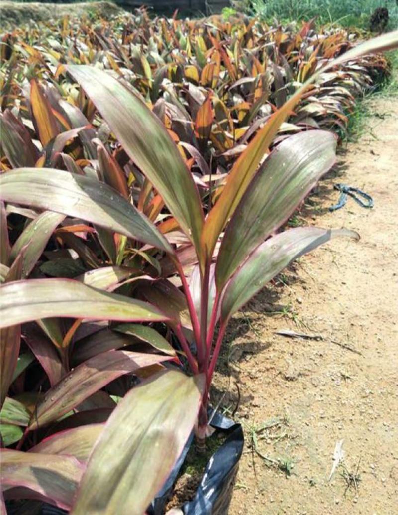 观叶植物朱蕉株形美观,色彩华丽高雅盆栽适用于室内外